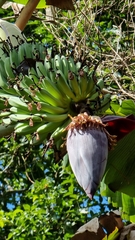Musa × paradisiaca