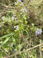 Coreoidea