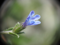 Lithodora hispidula