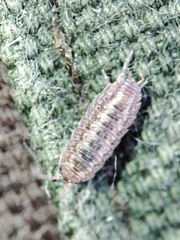 Proporcellio mirabilis