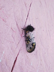 Xanthopastis regnatrix