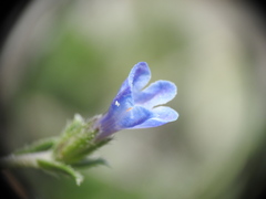 Lithodora hispidula