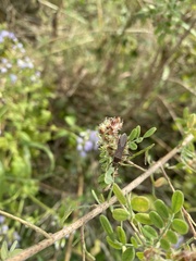 Coreoidea