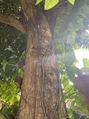 Anolis evermanni