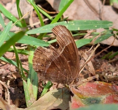 Bicyclus safitza
