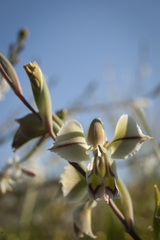 Gladiolus orchidiflorus