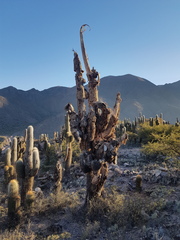 Trichocereus atacamensis