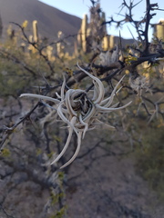 Tillandsia caliginosa