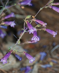 Penstemon caesius