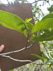 Schoepfia brasiliensis