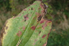 Ramularia rhabdospora