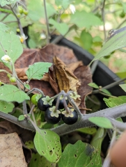 Solanum nigrum