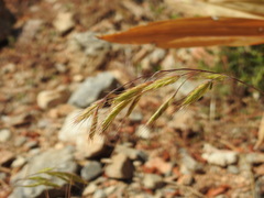 Bromus intermedius