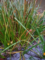 Sparganium erectum erectum