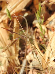 Bromus intermedius