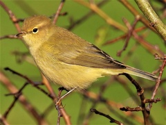Phylloscopus trochilus