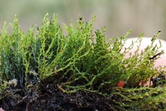 Archidium alternifolium