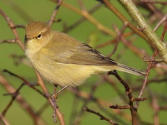 Phylloscopus trochilus