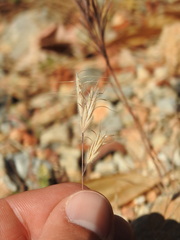 Bromus intermedius