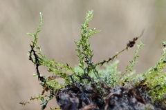 Archidium alternifolium