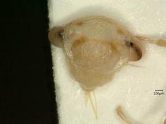 Oncopsis flavicollis