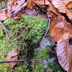Thamnobryum alopecurum