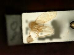 Oncopsis flavicollis