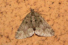 Austrocidaria callichlora