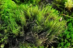 Archidium alternifolium