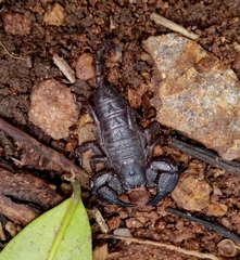 Opisthacanthus validus