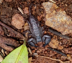 Opisthacanthus validus