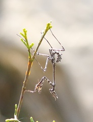 Empusa