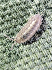 Proporcellio mirabilis