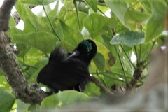 Chalcomitra amethystina