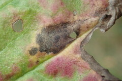 Ramularia rhabdospora