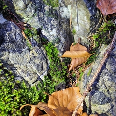 Encalypta streptocarpa