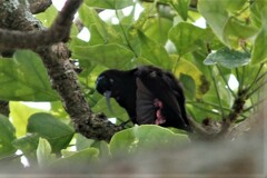 Chalcomitra amethystina