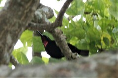 Chalcomitra amethystina