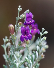 Penstemon californicus