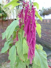 Amaranthus caudatus