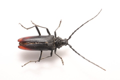 Cerambyx cerdo