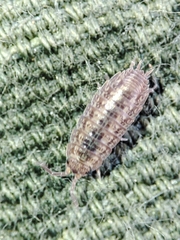 Proporcellio mirabilis