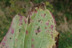 Ramularia rhabdospora