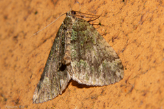 Austrocidaria callichlora