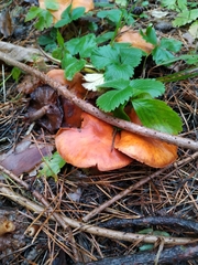 Chroogomphus rutilus