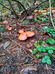 Chroogomphus rutilus