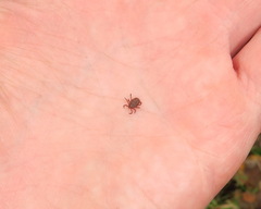 Dermacentor reticulatus