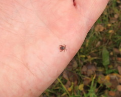 Dermacentor reticulatus