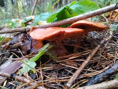 Chroogomphus rutilus