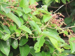 Tacazzea apiculata